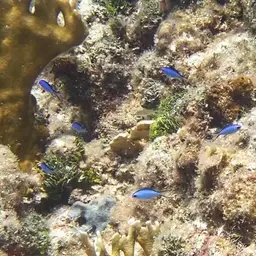 Blue Chromis, photo 7