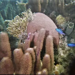 Blue Chromis, photo 8
