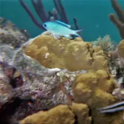 Blue Chromis, photo 9