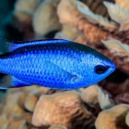Blue Chromis, photo 10