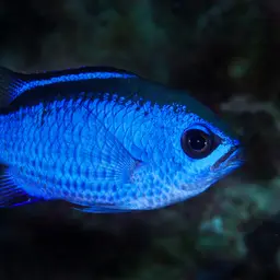 Blue Chromis, photo 11