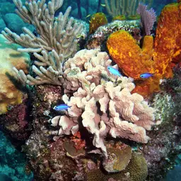 Blue Chromis, photo 12