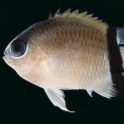 Reef Chromis