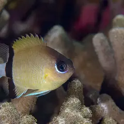 Reef Chromis, photo 2