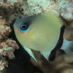 Reef Chromis, photo 3