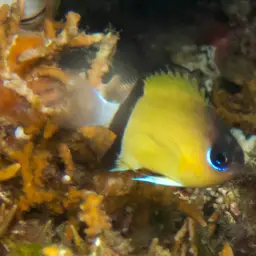 Reef Chromis, photo 4