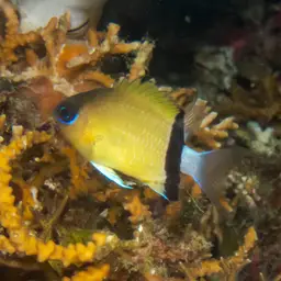 Reef Chromis, photo 5