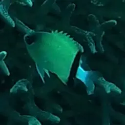 Reef Chromis, photo 6
