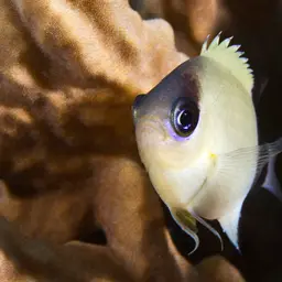 Reef Chromis, photo 7