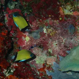 Reef Chromis, photo 8