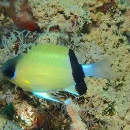 Reef Chromis, photo 9