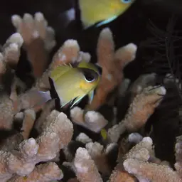 Reef Chromis, photo 10