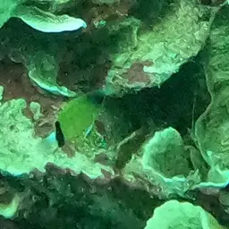 Reef Chromis, photo 12