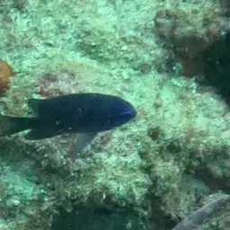 Purple Chromis