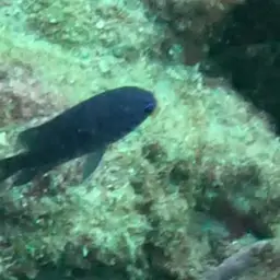 Purple Chromis, photo 2