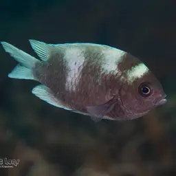 Purple Chromis, photo 3