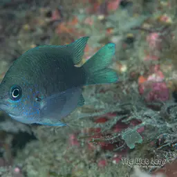 Purple Chromis, photo 4