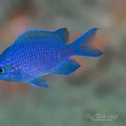 Purple Chromis, photo 5