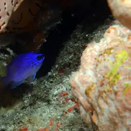Purple Chromis, photo 6
