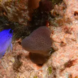 Purple Chromis, photo 7