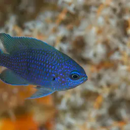 Purple Chromis, photo 8
