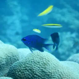 Purple Chromis, photo 9