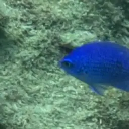 Purple Chromis, photo 10