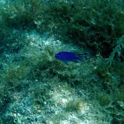 Purple Chromis, photo 11