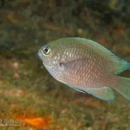 Purple Chromis, photo 12