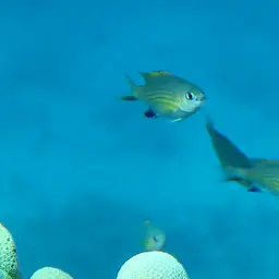 Vanderbilt's Chromis, photo 2