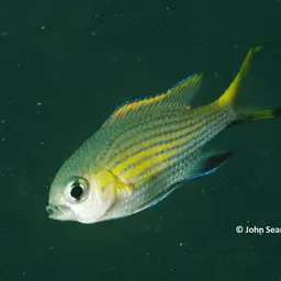 Vanderbilt's Chromis