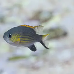 Vanderbilt's Chromis, photo 3