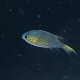 Vanderbilt's Chromis, photo 4