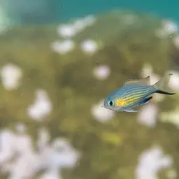 Vanderbilt's Chromis, photo 5