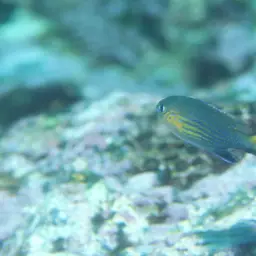 Vanderbilt's Chromis, photo 6