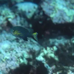 Vanderbilt's Chromis, photo 7
