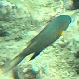 Vanderbilt's Chromis, photo 8