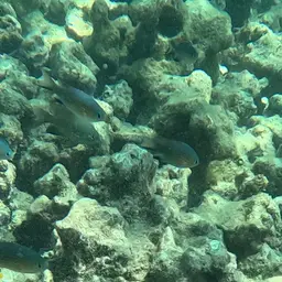 Vanderbilt's Chromis, photo 9