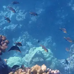 Vanderbilt's Chromis, photo 10