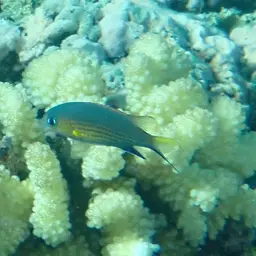 Vanderbilt's Chromis, photo 11