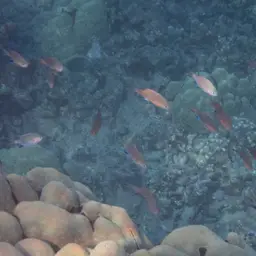 Vanderbilt's Chromis, photo 12