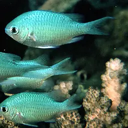 Blue-green Chromis
