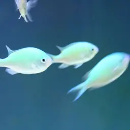 Blue-green Chromis, photo 3