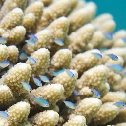 Blue-green Chromis, photo 4