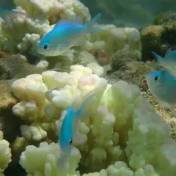 Blue-green Chromis, photo 5