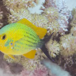 Blue-green Chromis, photo 6