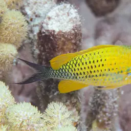 Blue-green Chromis, photo 7