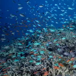 Blue-green Chromis, photo 8