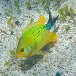 Blue-green Chromis, photo 9