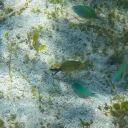 Blue-green Chromis, photo 10